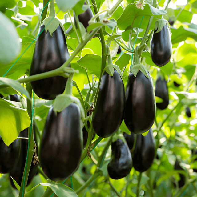 Aubergines