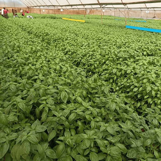 basil