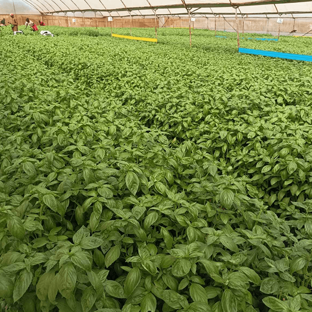basil2
