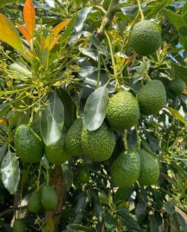 Avocado (1)